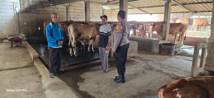 Program P2B Sapi di Karangtanjung Kuatkan Swasembada